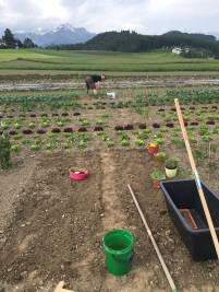 gardening